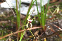 Green Comb Spider Orchid
