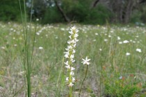 Leek Orchid field